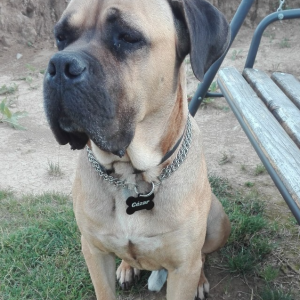 Hundemarke MAXI Knochen