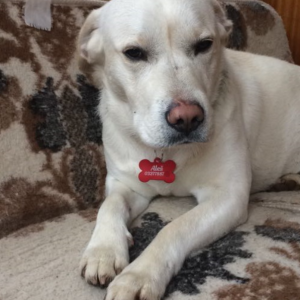 Hundemarke MIDI Knochen